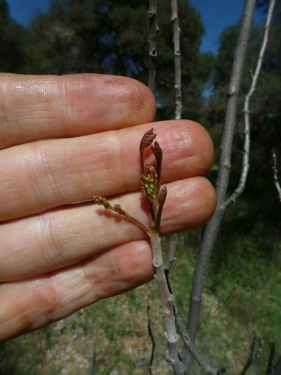 High Resolution Toxicodendron diversilobum Bud